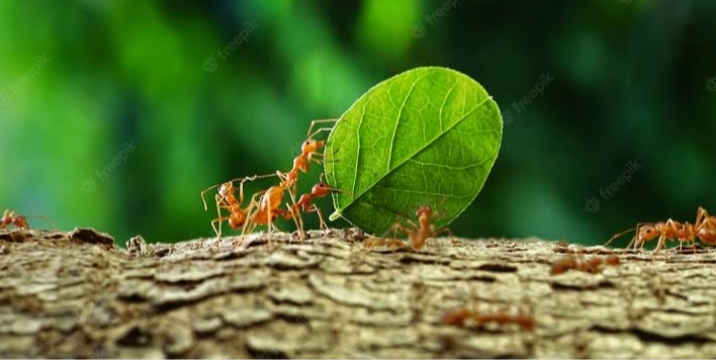 ants photography 