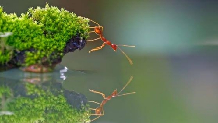 ants photography 