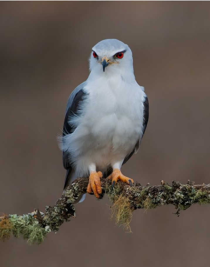 Birds photography