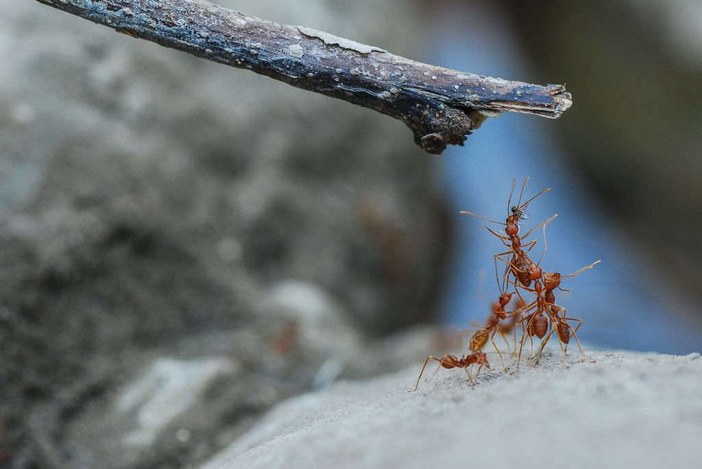 Ants photography 